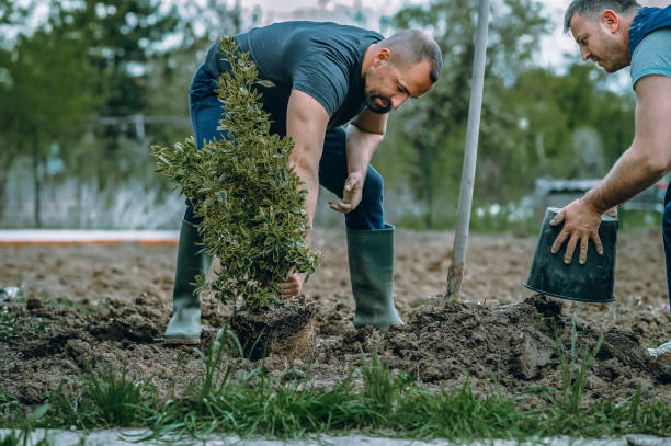 Trusted Southgate, FL Tree Service Experts